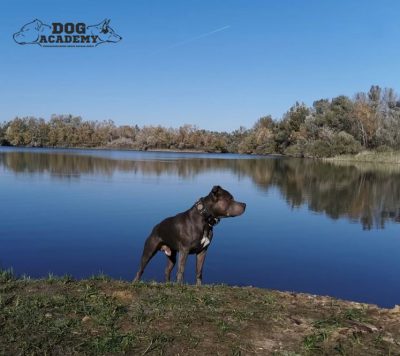 Mit Logo_Listenhund