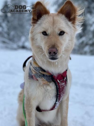 Tierschutzhund mit Banner